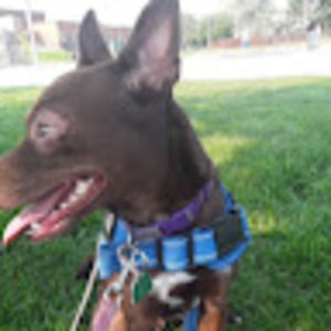 Meet your Posher, Dakota